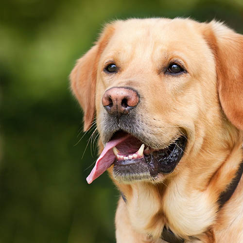  un chiot soin pharmacie de la Maine