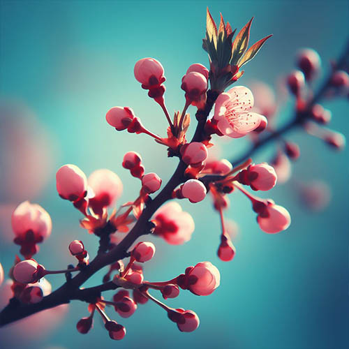 Gemmothérapie herboristerie Maromme